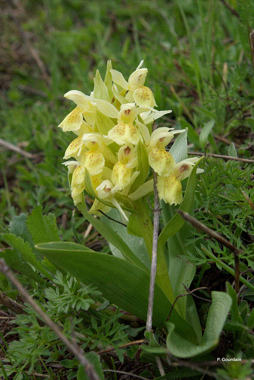 Dactylorhisa sanbucina