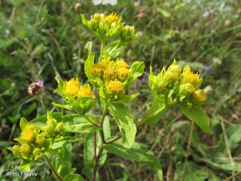 Inula bifrons